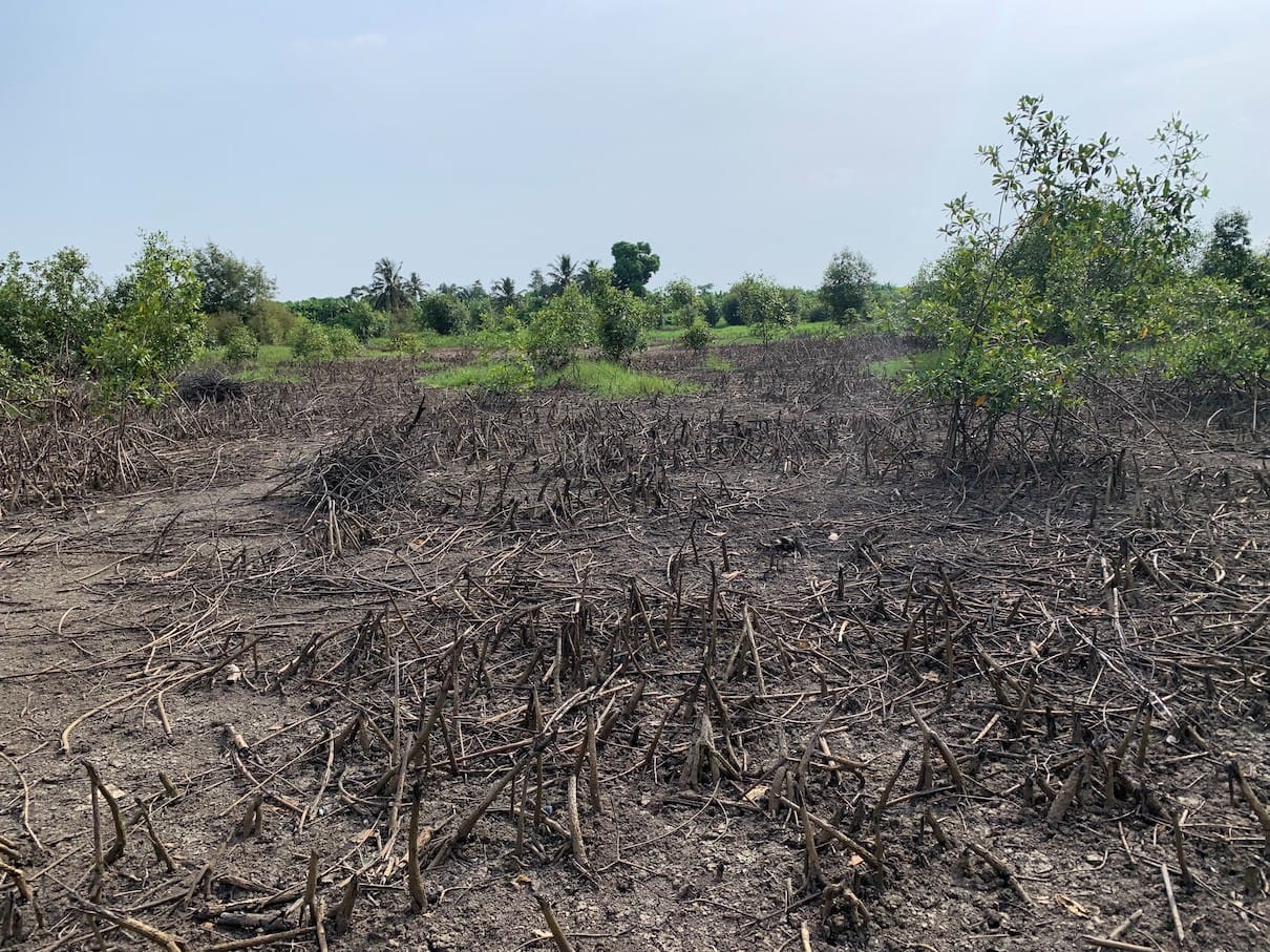 Nigeria Mangrove Restoration